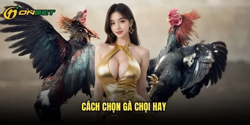 Cách Chọn Gà Chọi Hay ONBET - Bí Kíp Lựa Chọn Chiến Kê Vô Địch