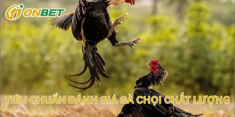 Tiêu Chuẩn Đánh Giá Gà Chọi Chất Lượng
