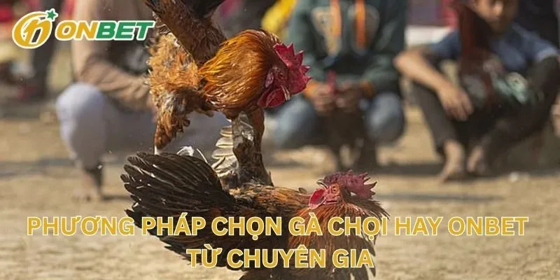 Phương Pháp Chọn Gà Chọi Hay ONBET Từ Chuyên Gia