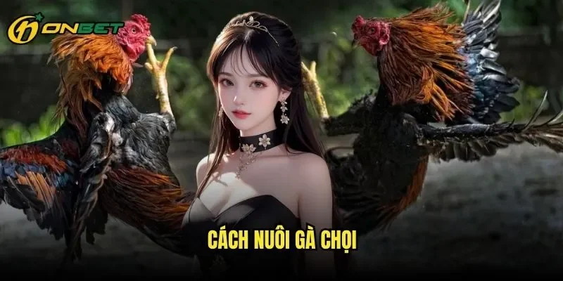Cách Nuôi Gà Chọi ONBET - Nghệ Thuật Tạo Nên Những Chiến Binh Bất Khả Chiến Bại