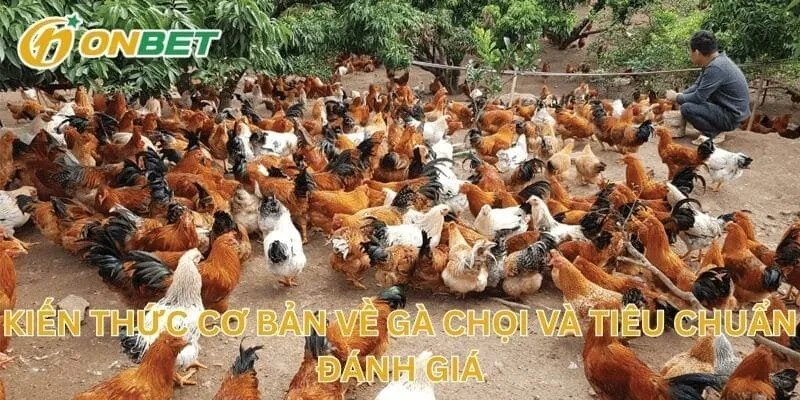 Kiến Thức Cơ Bản Về Gà Chọi Và Tiêu Chuẩn Đánh Giá