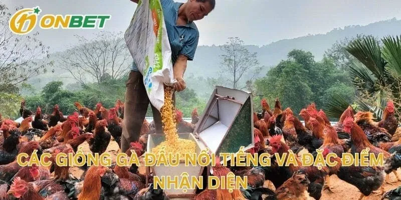 Các Giống Gà Đấu Nổi Tiếng Và Đặc Điểm Nhận Diện