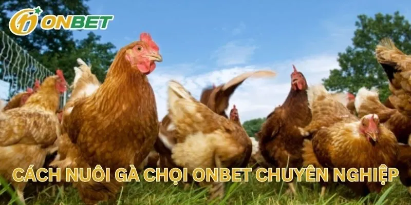 Cách Nuôi Gà Chọi ONBET Chuyên Nghiệp