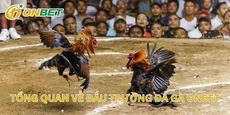 Tổng Quan Về Đấu Trường Đá Gà ONBET